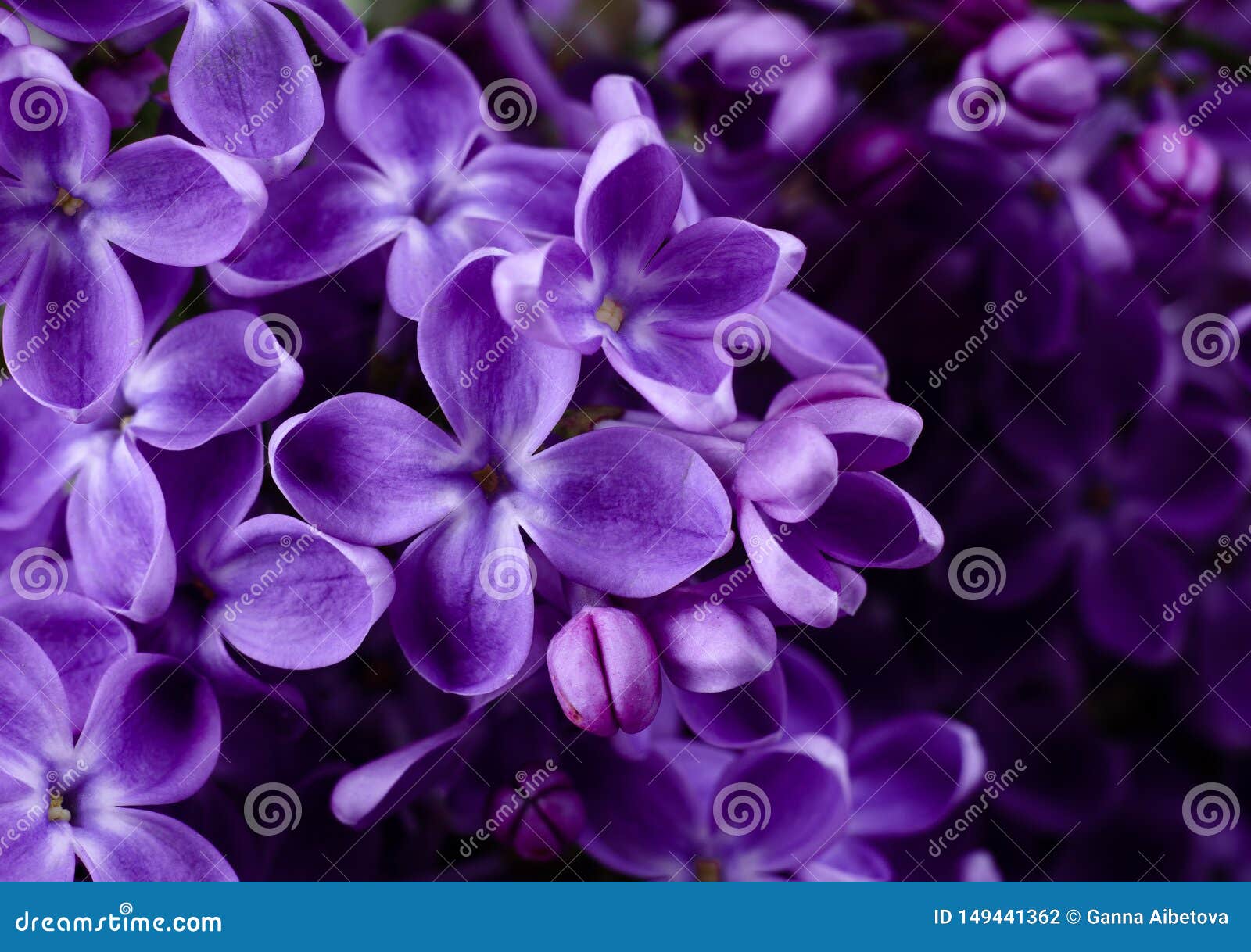 美しい花の画像 50 素晴らしい紫色花 美しい花の画像 50 素晴らしい紫色花