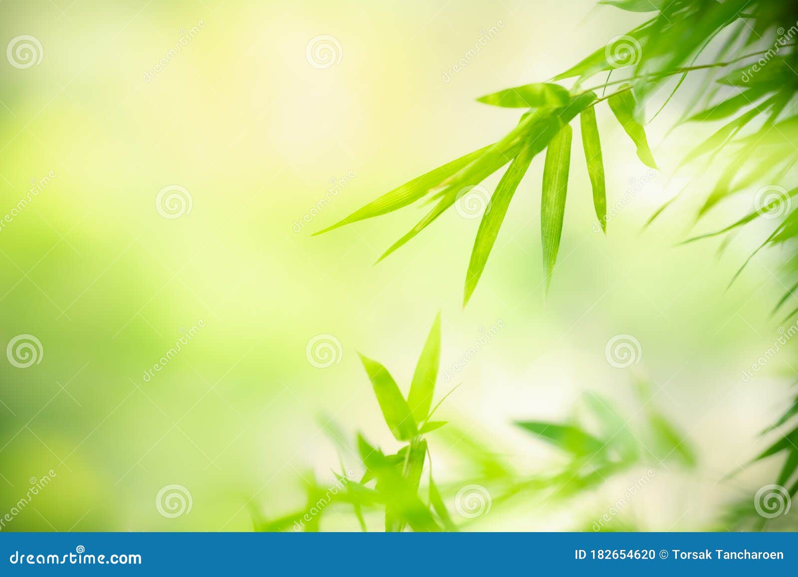 美丽的绿叶自然背景库存照片 图片包括有颜色 蓝蓝 自然 叶子 靠山 绿色 庭院 工厂