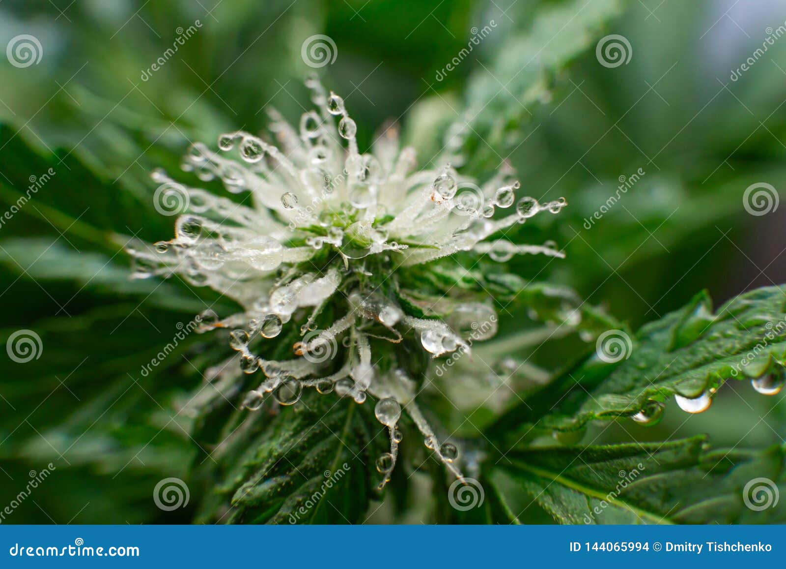 美丽的花大麻生长室内杂草开始开花的期间大麻库存照片 图片包括有新鲜 增长 非法 草本