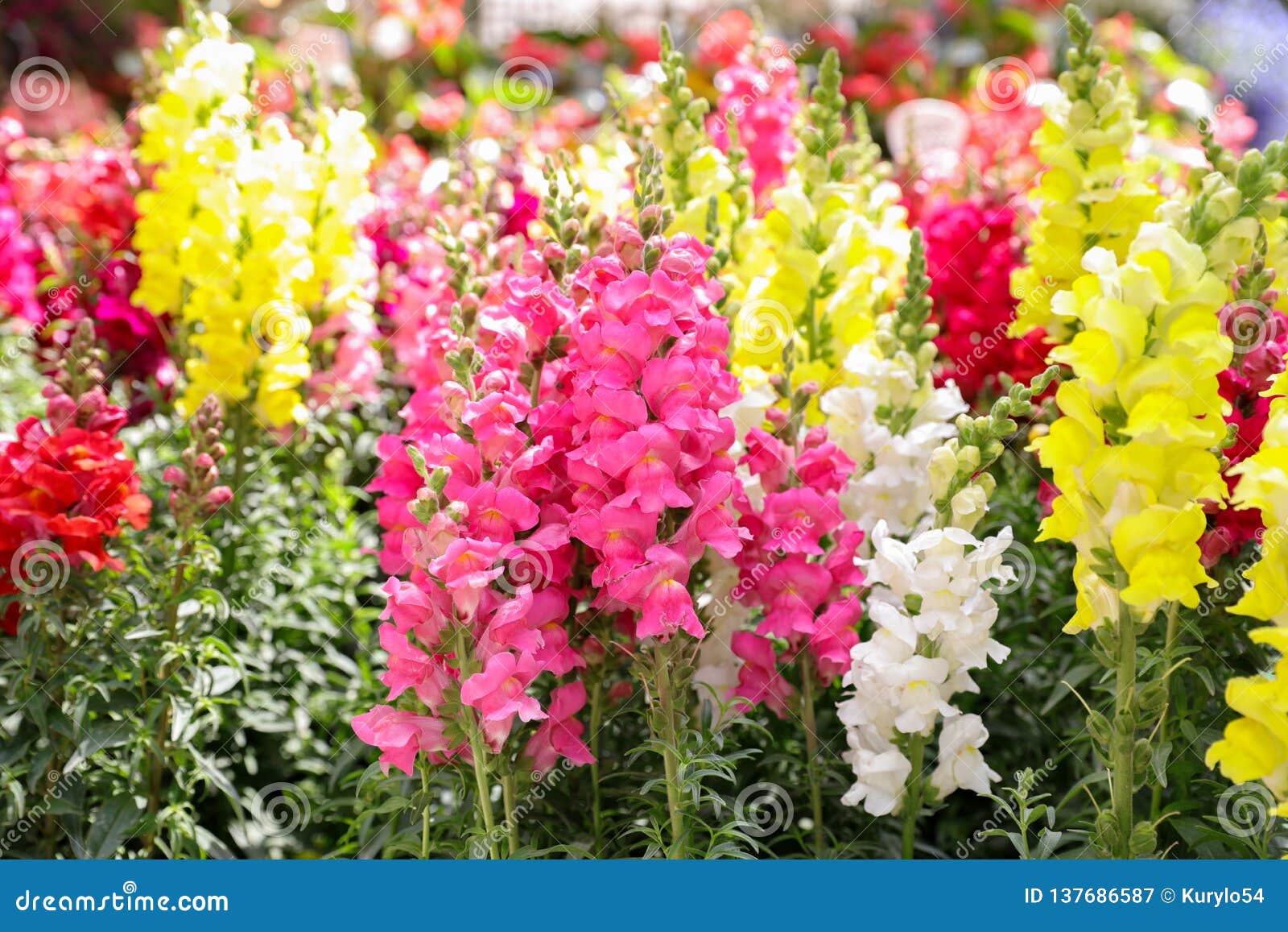 美丽的金鱼草属majus或snapdragon花春天品种在桃红色 红色 白色和黄色颜色在希腊庭院里库存图片 图片包括有