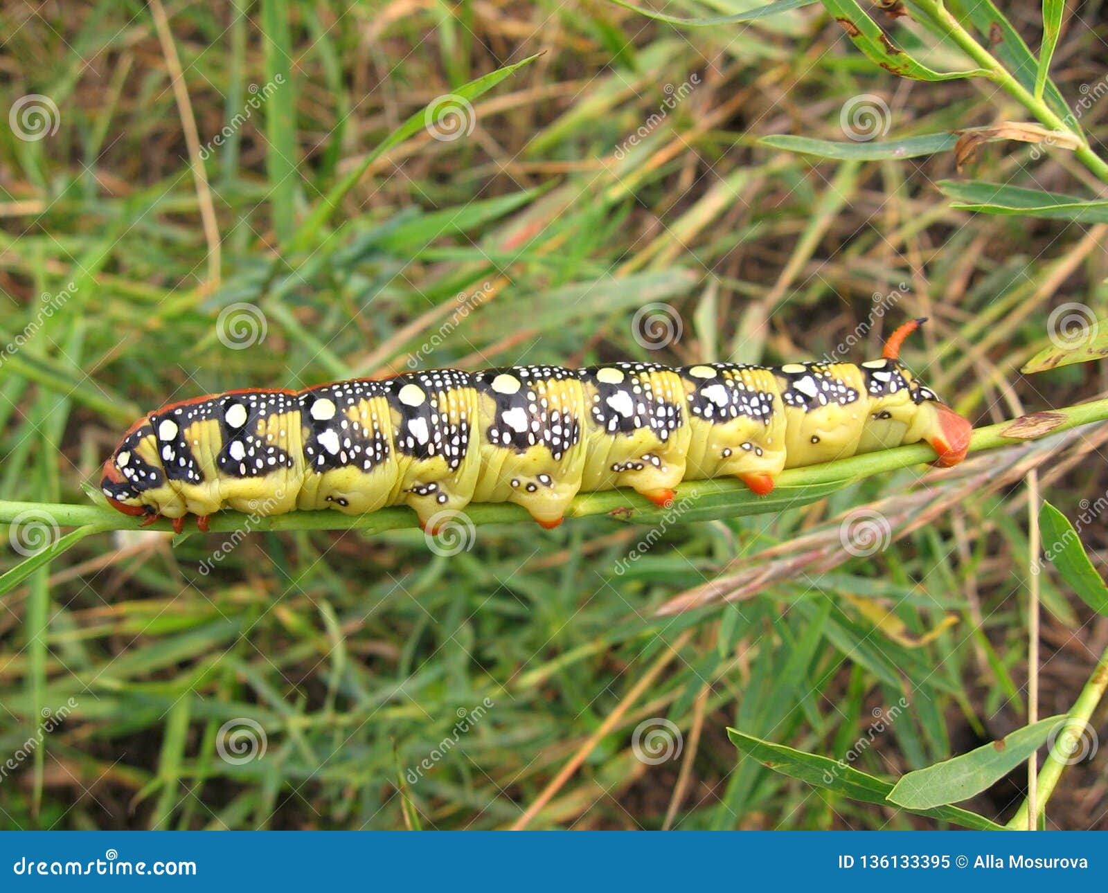 美丽的黄色毛虫幼虫明亮爬行在绿草库存图片 图片包括有春天 卷曲 若虫 宏指令 毛虫 黄色
