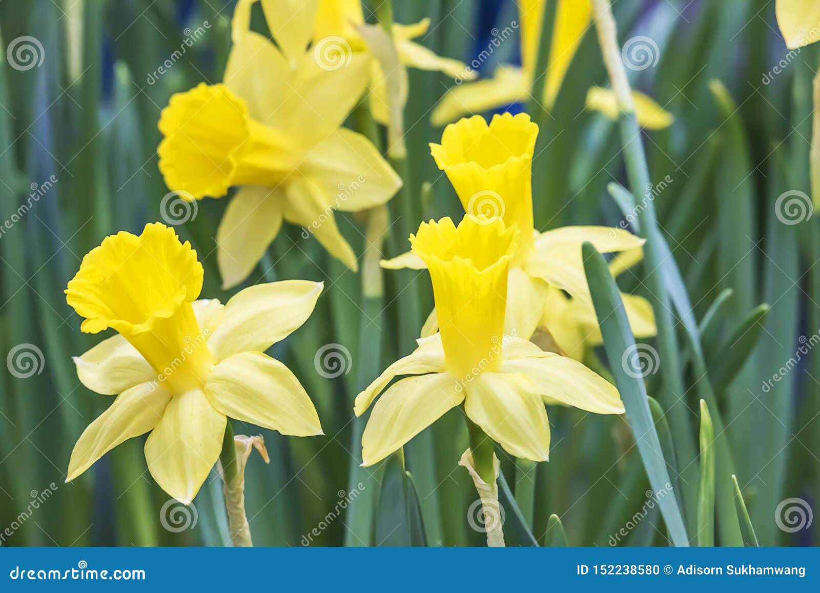 美丽的黄色黄水仙花在庭院里库存照片 图片包括有美丽的黄色黄水仙花在庭院里
