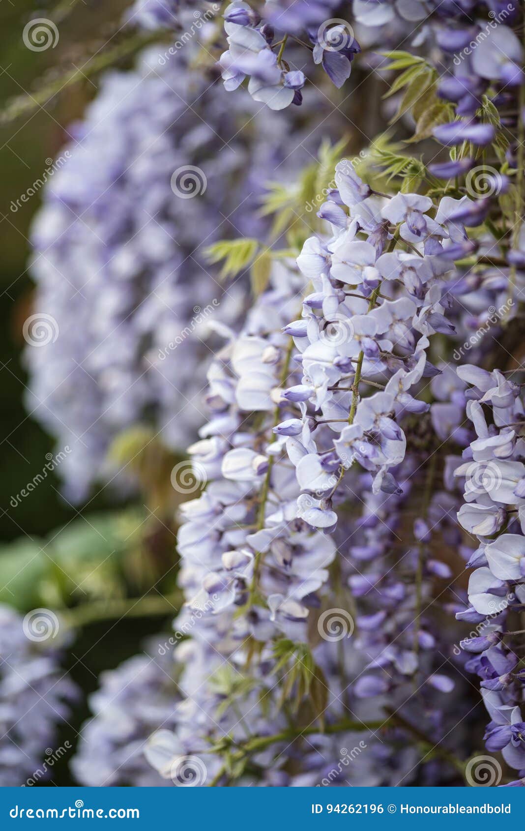 美丽的紫藤攀登老砖墙用英语的floribunda 库存照片 图片包括有美丽的紫藤攀登老砖墙用英语的floribunda 美丽的紫藤攀登老砖墙用英语的floribunda 库存照片 图片包括有美丽的紫藤攀登老砖墙用英语的floribunda