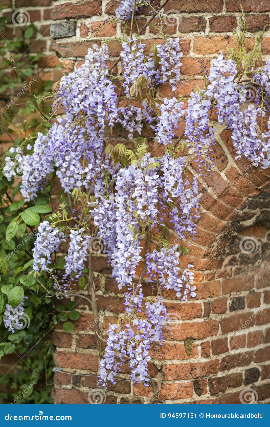 美丽的紫藤攀登老砖墙用英语的floribunda 库存图片 图片包括有季节 春天 不列塔尼的 乡下