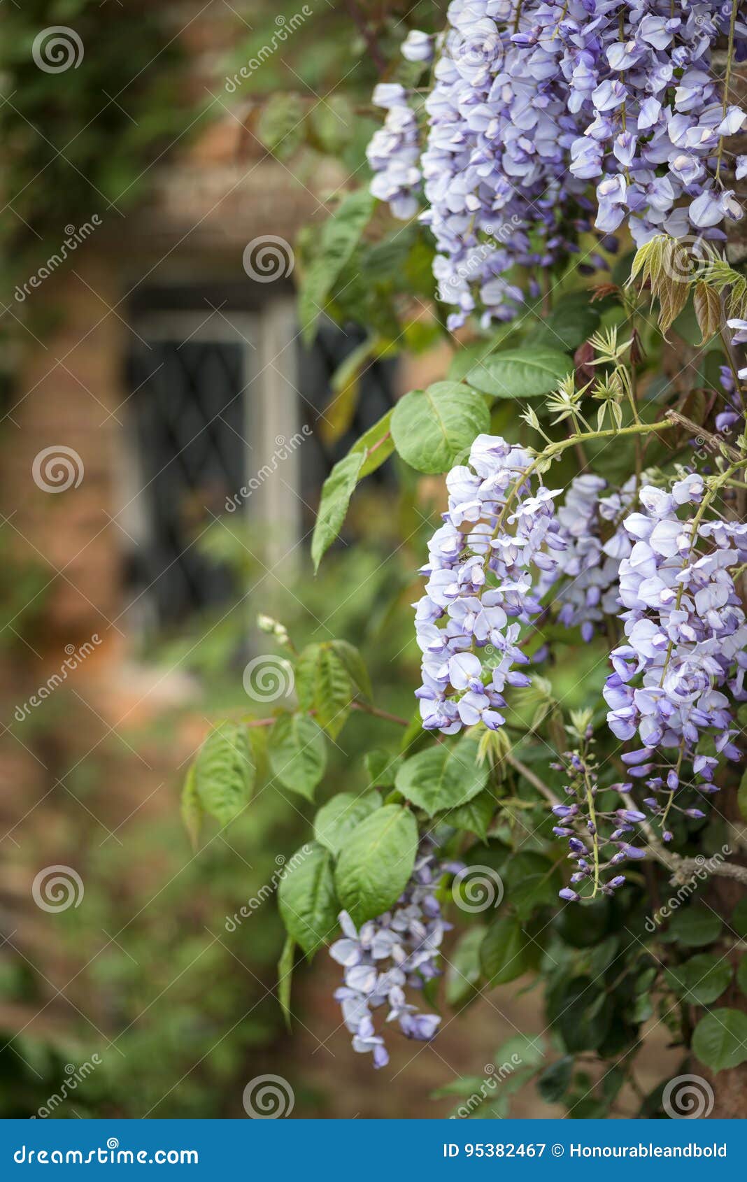 美丽的紫藤攀登老砖墙用英语的floribunda 库存图片 图片包括有美丽的紫藤攀登老砖墙用英语的floribunda 美丽的紫藤攀登老砖墙用英语的floribunda 库存图片 图片包括有美丽的紫藤攀登老砖墙用英语的floribunda