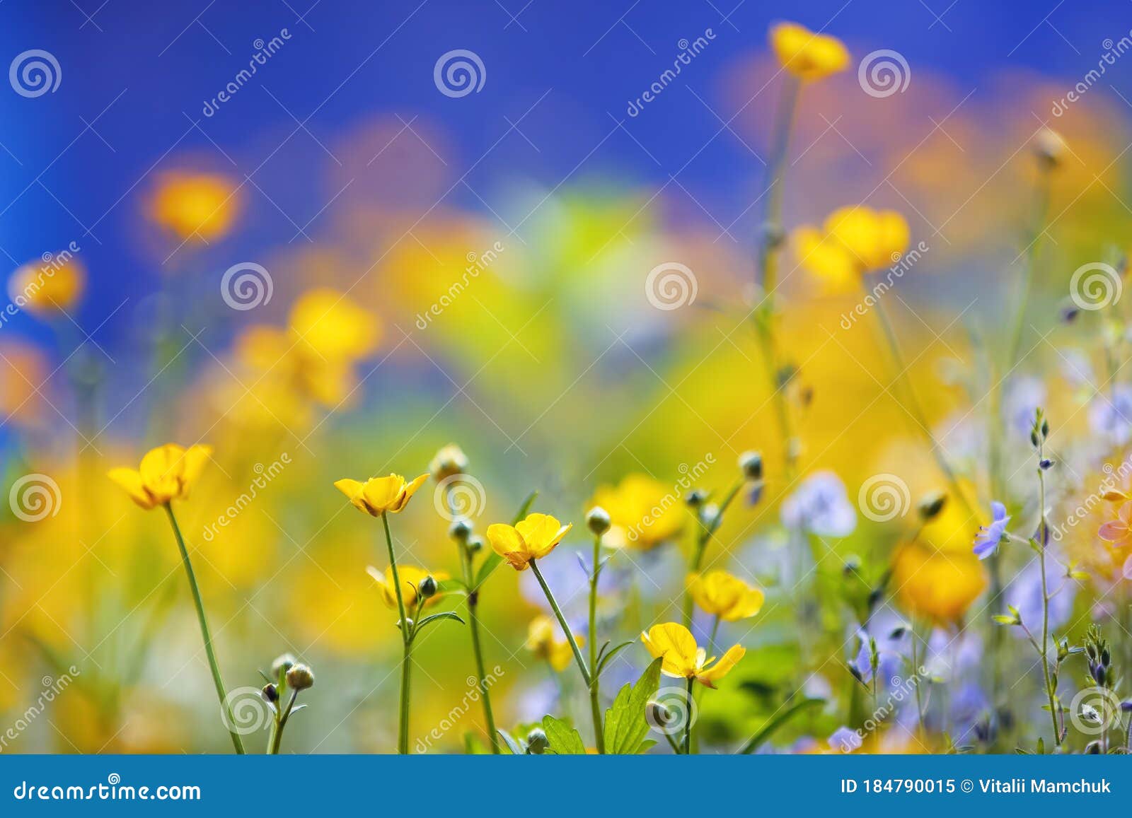 美丽蓝色背景中的春园黄色和紫色花彩色花卉桌面壁纸可用空间库存图片 图片包括有复制 字段