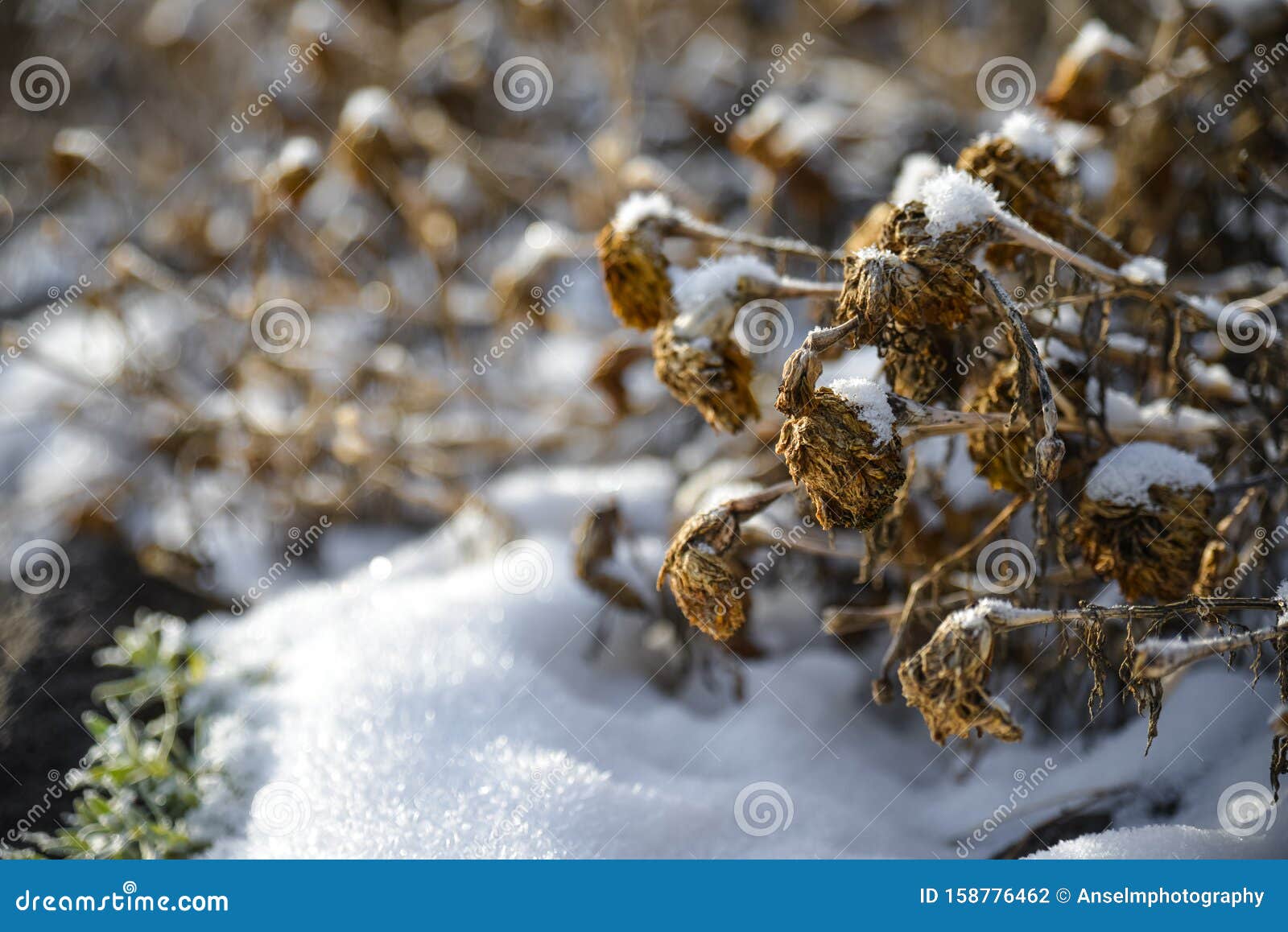 美国华盛顿州斯波坎市冬季雪地上的冰雪干棕花库存照片 图片包括有尼康 照相机 庭院 水晶 公园 美国华盛顿州斯波坎市冬季雪地上的冰雪干棕花库存照片 图片包括有尼康 照相机 庭院 水晶 公园