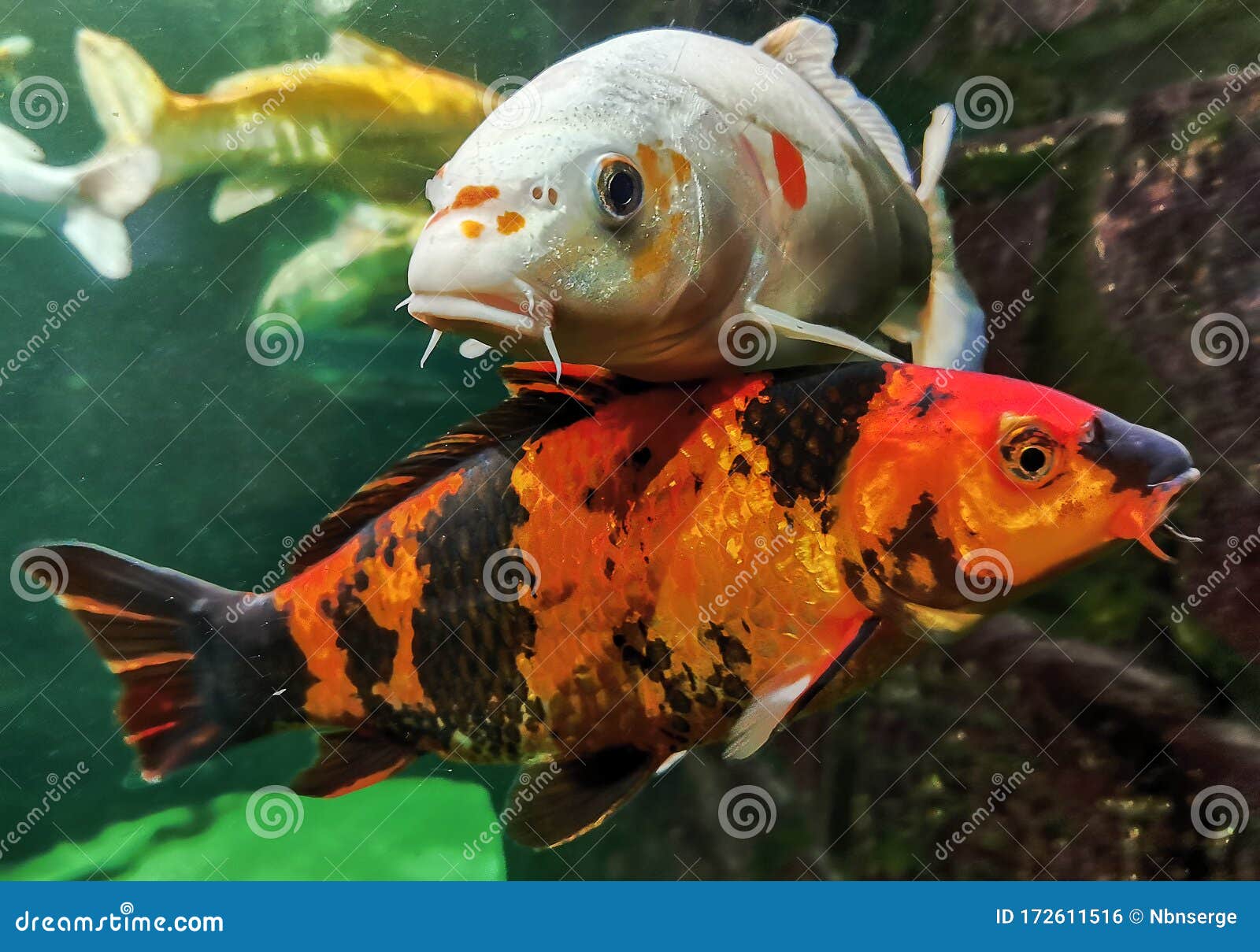 美大日本锦鲤的特写红白虎鲤库存照片 图片包括有聚会所 超大 氧气 红色 中国 鲤鱼 美大日本锦鲤的特写红白虎鲤库存照片 图片包括有聚会所 超大 氧气 红色 中国 鲤鱼