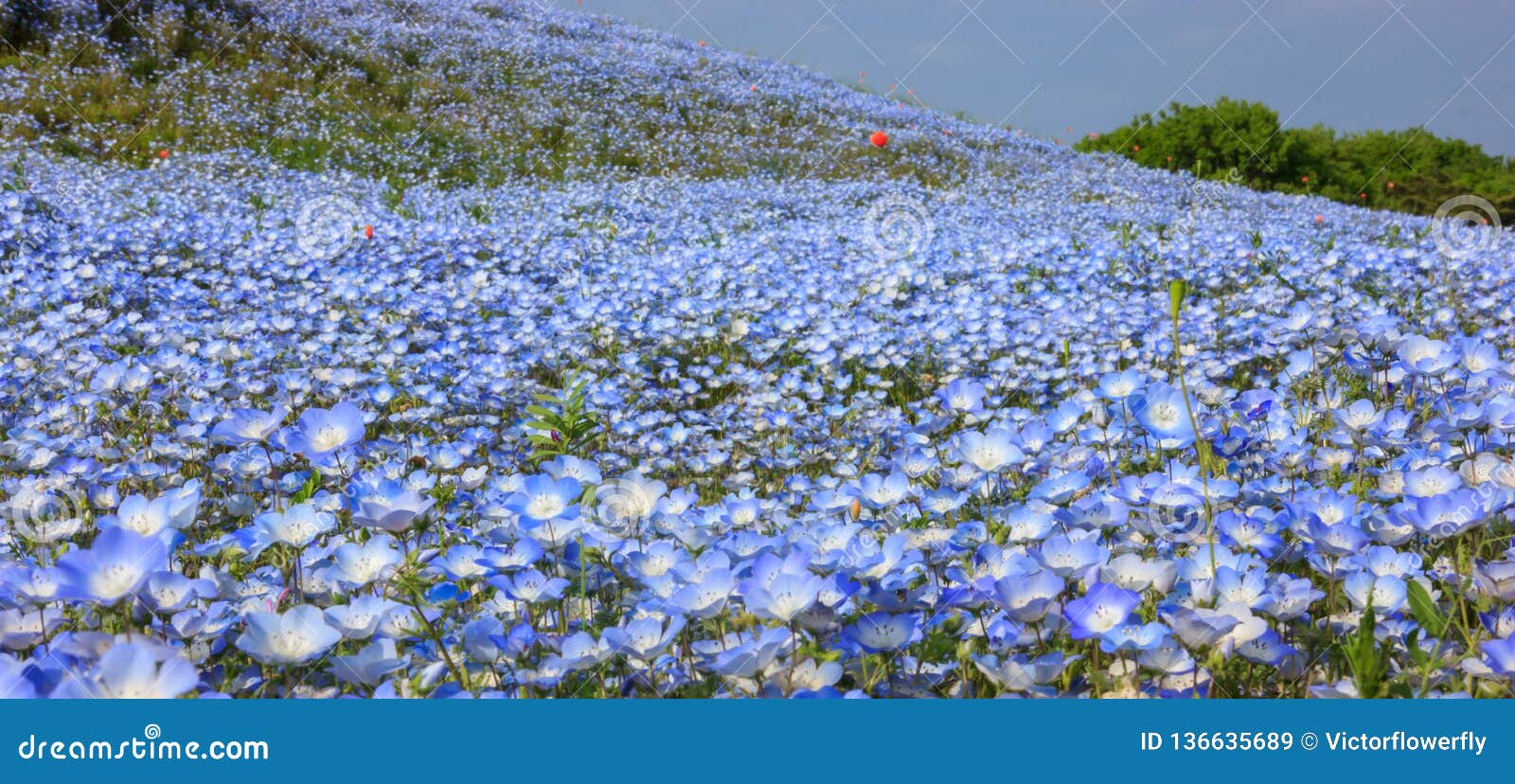 美好的五颜六色的野花背景 浅蓝色眼睛花nemophila领域 日立海滨公园 茨城 日本库存图片 图片包括有开花的 工厂