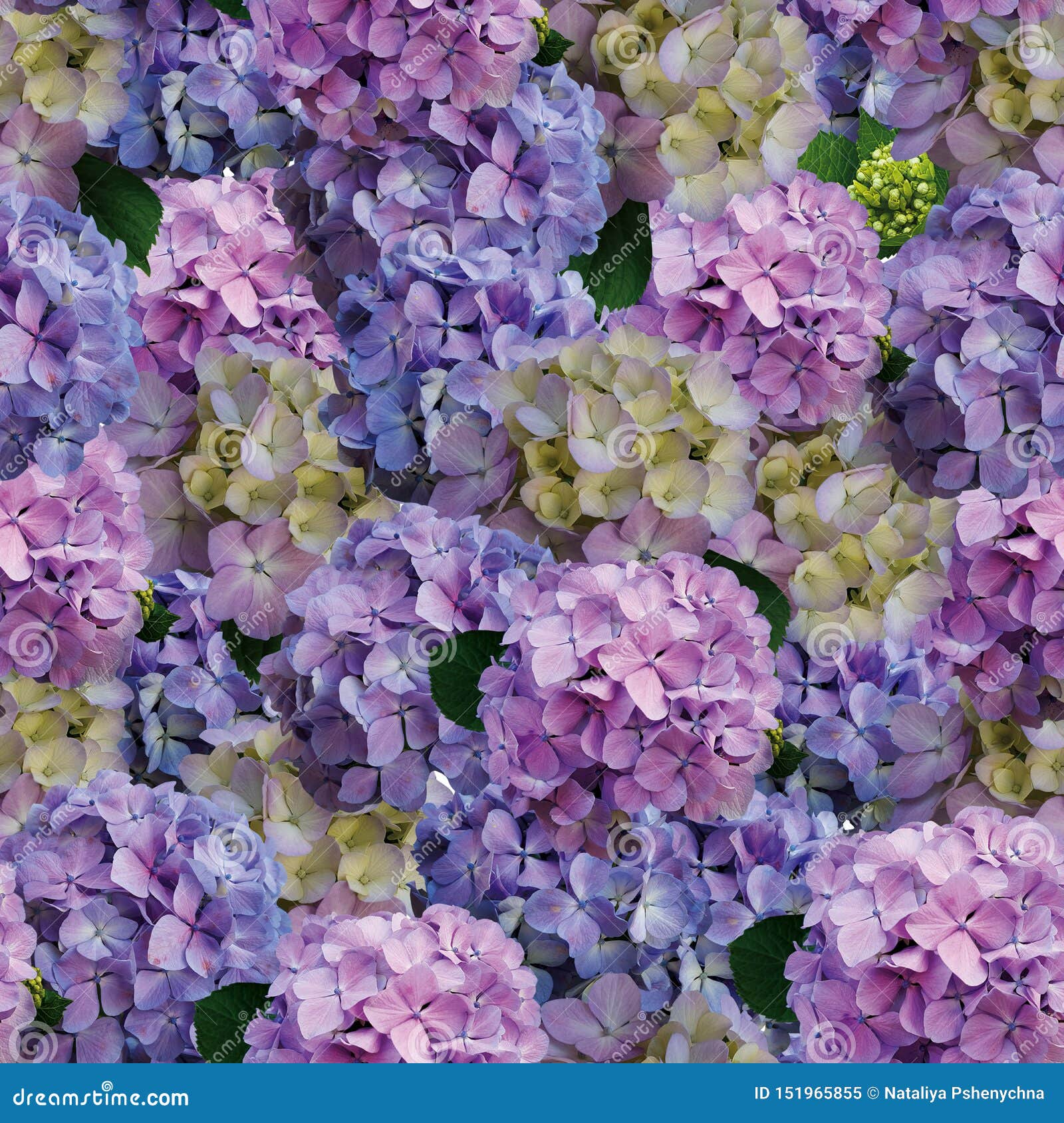 美好的八仙花属花背景库存图片 图片包括有装箱 花卉 装饰品 本质 八仙花属 艺术 木兰 美好的八仙花属花背景库存图片 图片包括有装箱 花卉 装饰品 本质 八仙花属 艺术 木兰