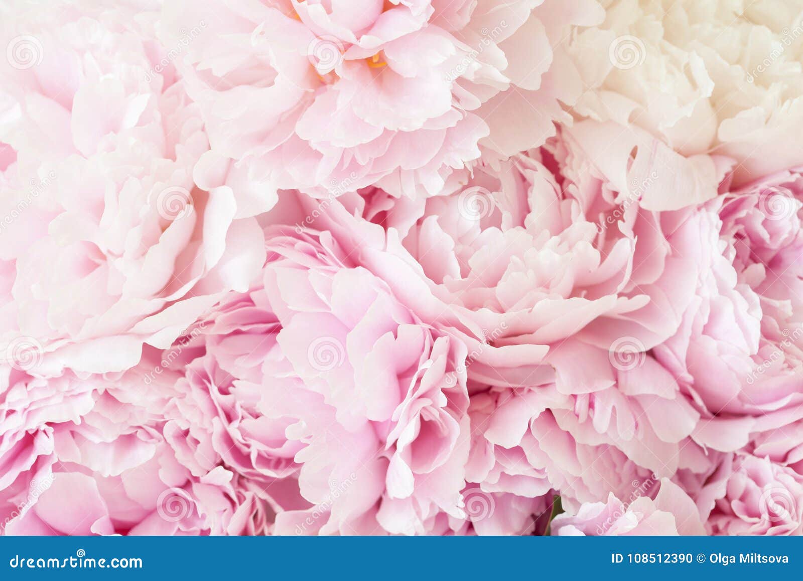 美好的桃红色牡丹花背景库存照片 图片包括有美好的桃红色牡丹花背景