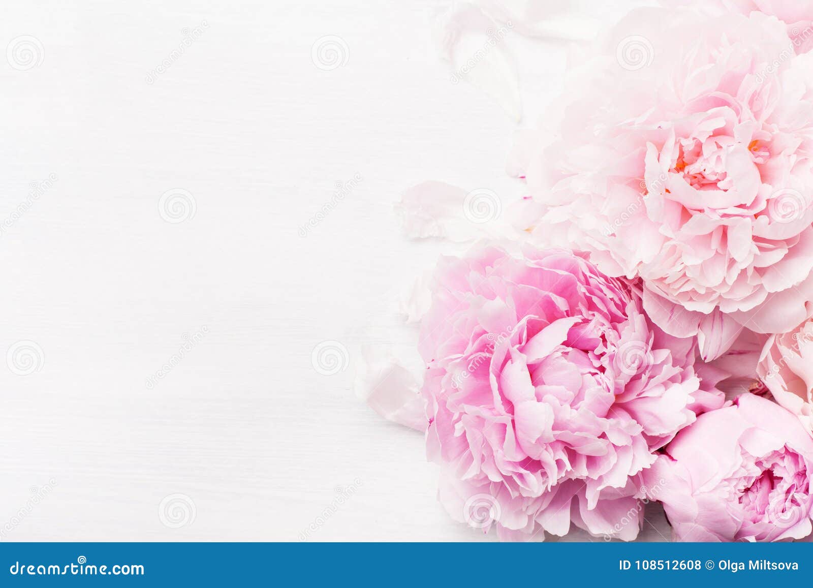 美好的桃红色牡丹花背景库存照片 图片包括有艺术 存在 照亮 新鲜 装饰 构成 礼品