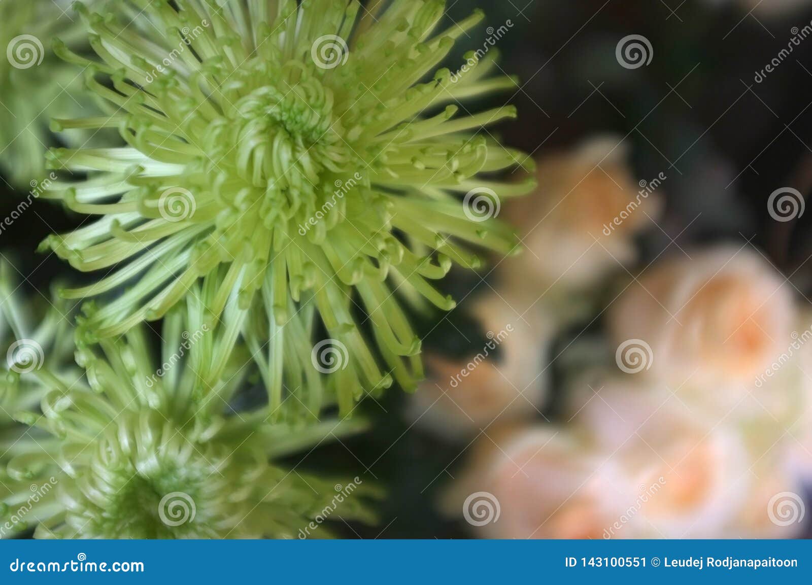 美好的绿色grevillea月光花背景库存图片 图片包括有对象 当地 背包 森林 五颜六色 美好的绿色grevillea月光花背景库存图片 图片包括有对象 当地 背包 森林 五颜六色