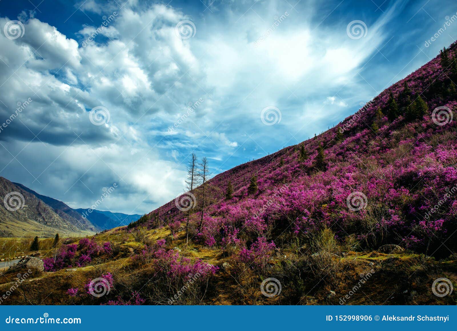 美妙的春天花卉风景 美丽的景色用开花的桃红色杜鹃花在山坡和意想不到的天空库存照片 图片包括有美妙的春天花卉风景 美丽的景色用开花的桃红色杜鹃花在山坡和意想不到的天空