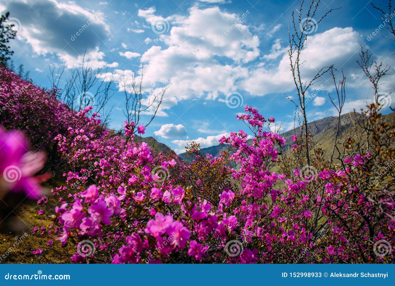 美妙的春天花卉风景 美丽的景色用开花的桃红色杜鹃花在山坡和意想不到的天空库存图片 图片包括有二者择一地 绿色