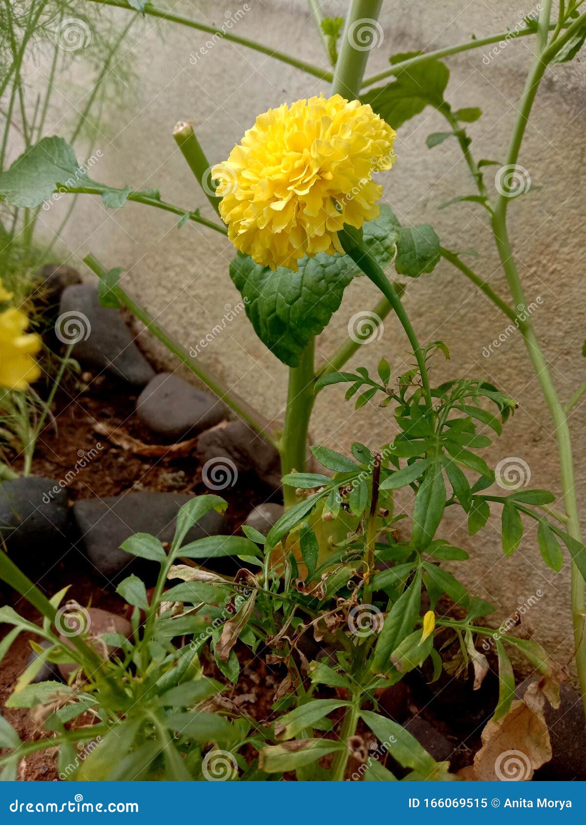 美黄梅花植物库存图片 图片包括有充分 绽放 橙色 新鲜 装饰 花卉 开花 开花的 美黄梅花植物库存图片 图片包括有充分 绽放 橙色 新鲜 装饰 花卉 开花 开花的