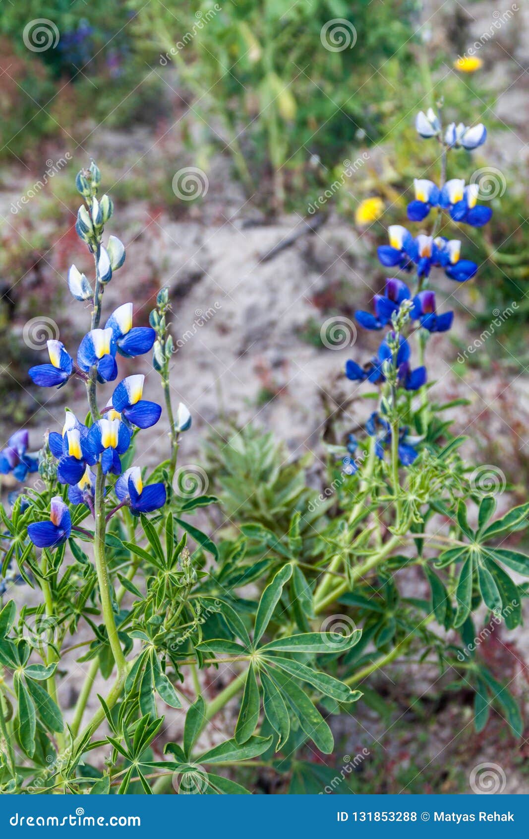 羽扇豆属mutabilis 在安地斯增长的羽扇豆的种类 主要它可食的豆的在基洛托阿火山附近 Ecuado 库存照片 图片 羽扇豆属mutabilis 在安地斯增长的羽扇豆的种类 主要它可食的豆的在基洛托阿火山附近 Ecuado 库存照片 图片