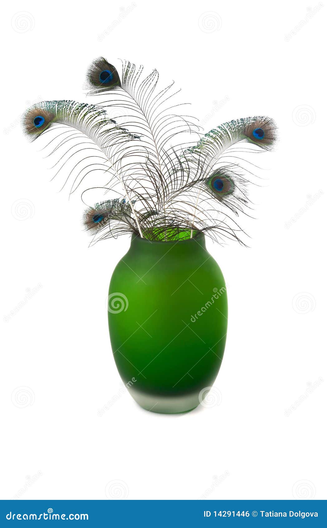 羽毛绿色孔雀花瓶白色库存照片 图片包括有 羽毛绿色孔雀花瓶白色库存照片 图片包括有