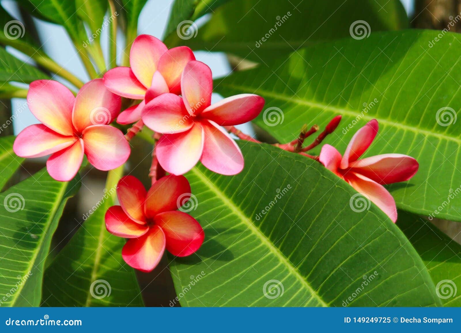羽毛花赤素馨花 鸡蛋花库存图片 图片包括有背包 五颜六色 夏威夷 浪漫 橙色 设计 工厂 羽毛花赤素馨花 鸡蛋花库存图片 图片包括有背包 五颜六色 夏威夷 浪漫 橙色 设计 工厂
