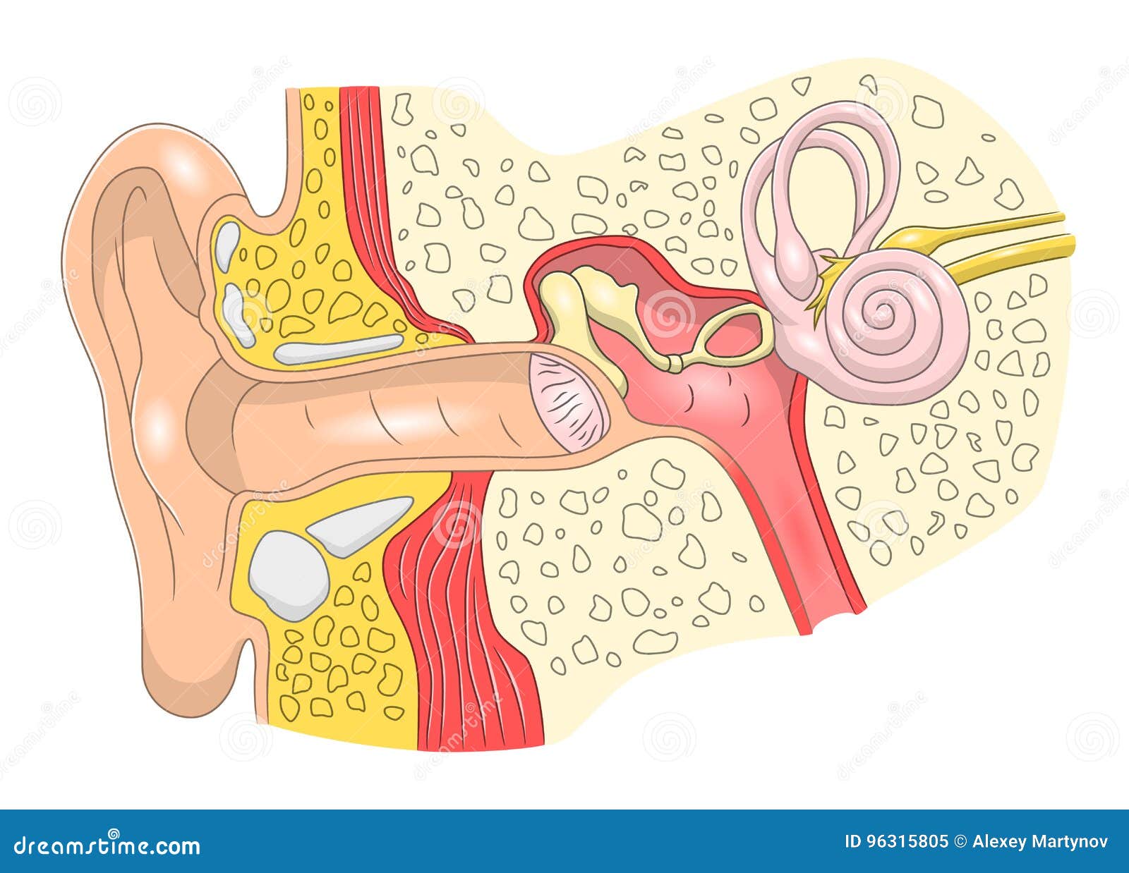耳朵结构向量例证 插画包括有耳朵 例证 听证会 器官 内在 科学 人力 传记 部分