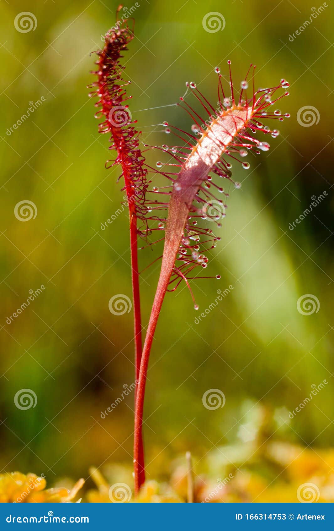 肉食性植物在肉食自然环境中的应用臭草库存图片 图片包括有 肉食性植物在肉食自然环境中的应用臭草库存图片 图片包括有
