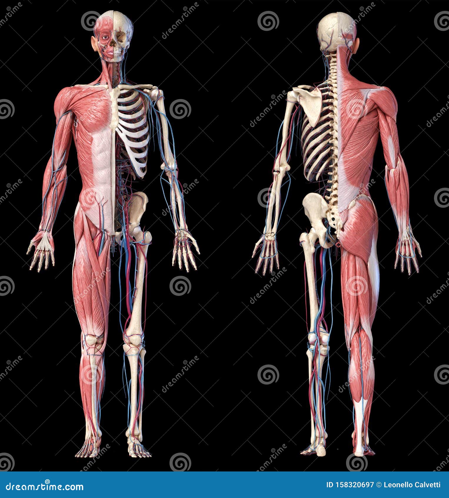 肌肉 静脉和动脉的人体全身骨骼三维图库存例证 插画包括有