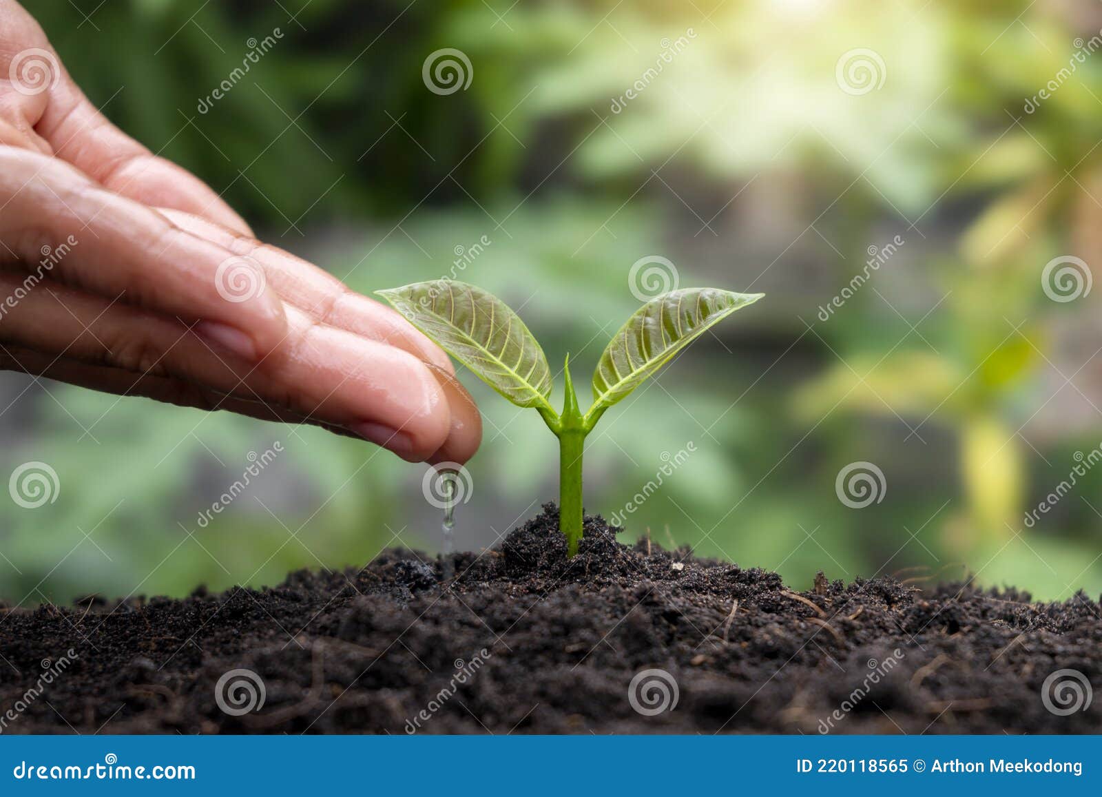 肥沃土壤和灌溉植物栽培库存图片 图片包括有农夫 想法 保护 增长 森林 婴孩 本质