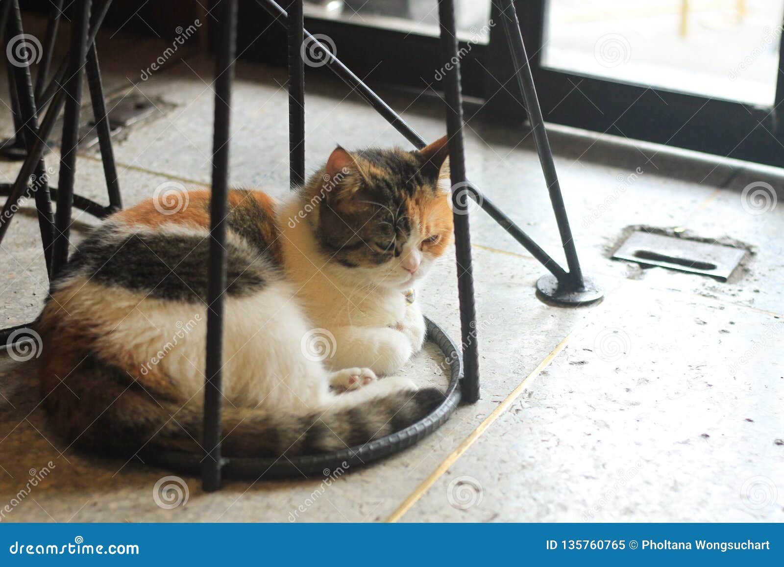 肥胖猫坐在一把黑铁腿椅子下库存图片. 图片包括有设计, 房子, 国内 