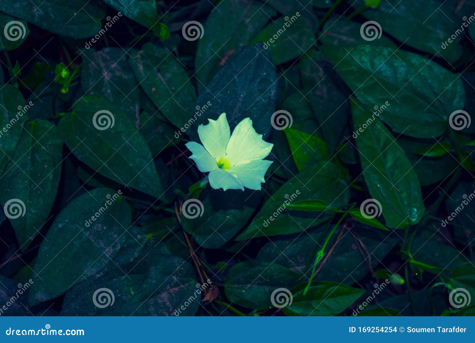 背景中带绿叶的白檀香花库存照片 图片包括有背景中带绿叶的白檀香花