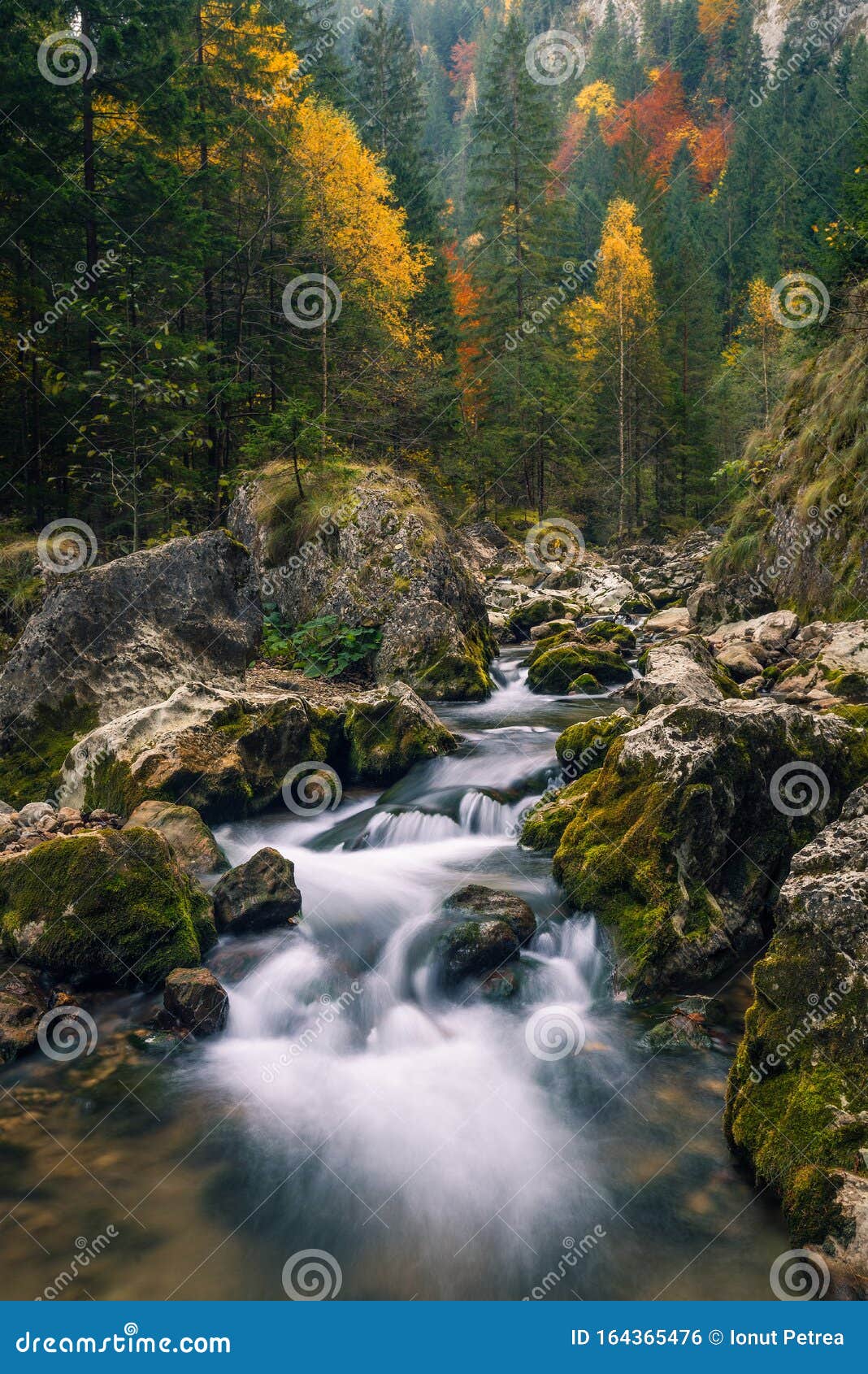 背景中有五彩森林的山河库存照片 图片包括有高涨 一些 背包 自治权 石头 风景 青苔 背景中有五彩森林的山河库存照片 图片包括有高涨 一些 背包 自治权 石头 风景 青苔