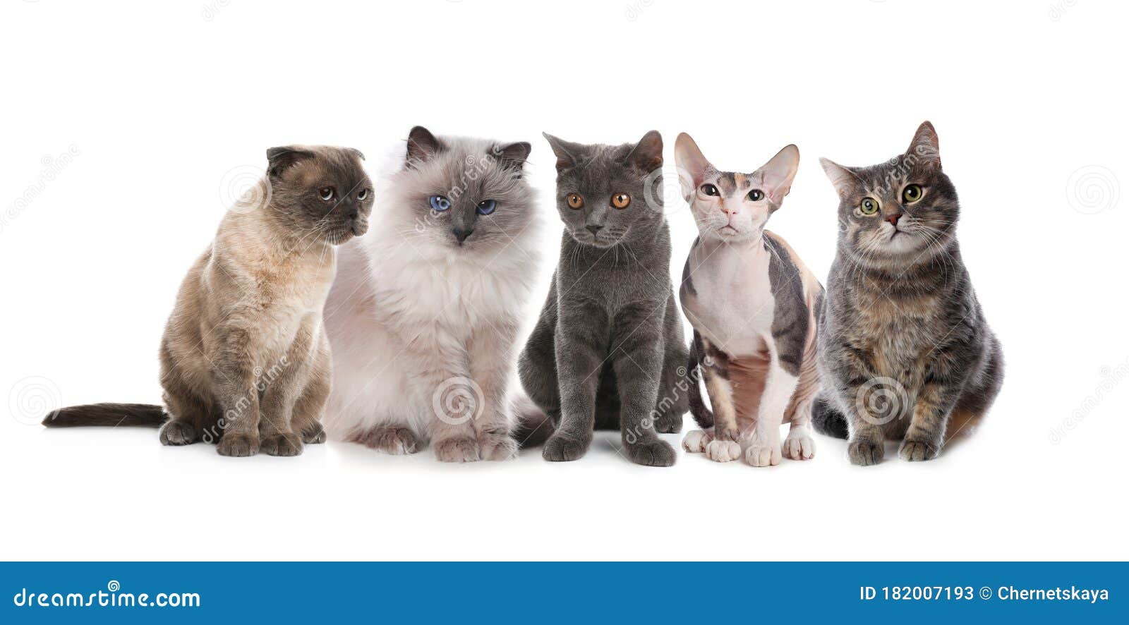 背景中可爱的猫 可爱的宠物库存例证 插画包括有小猫 毛皮 收集 可爱 愉快 伴随 折叠 背景中可爱的猫 可爱的宠物库存例证 插画包括有小猫 毛皮 收集 可爱 愉快 伴随 折叠