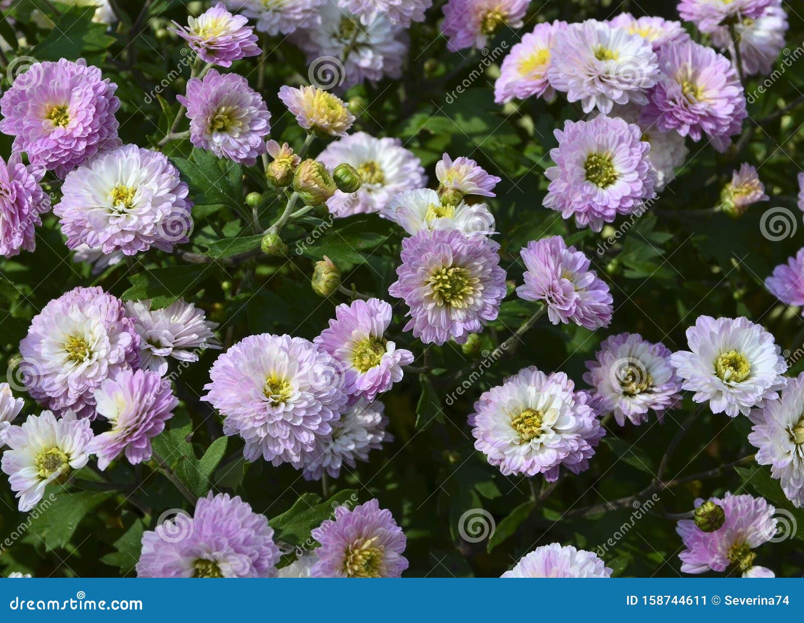 背景中的菊花秋园花菊库存图片 图片包括有