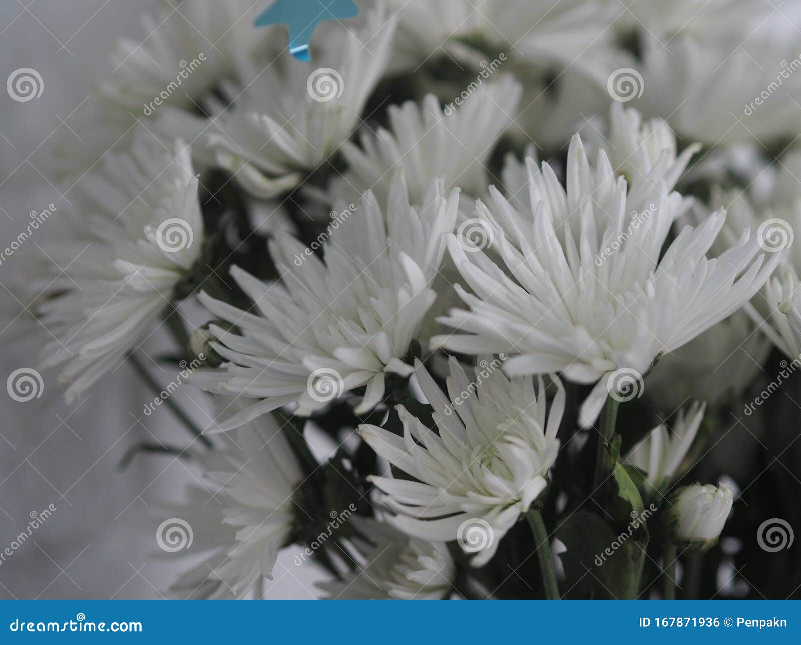 背景白非洲菊美丽花束库存照片 图片包括有 背景白非洲菊美丽花束库存照片 图片包括有