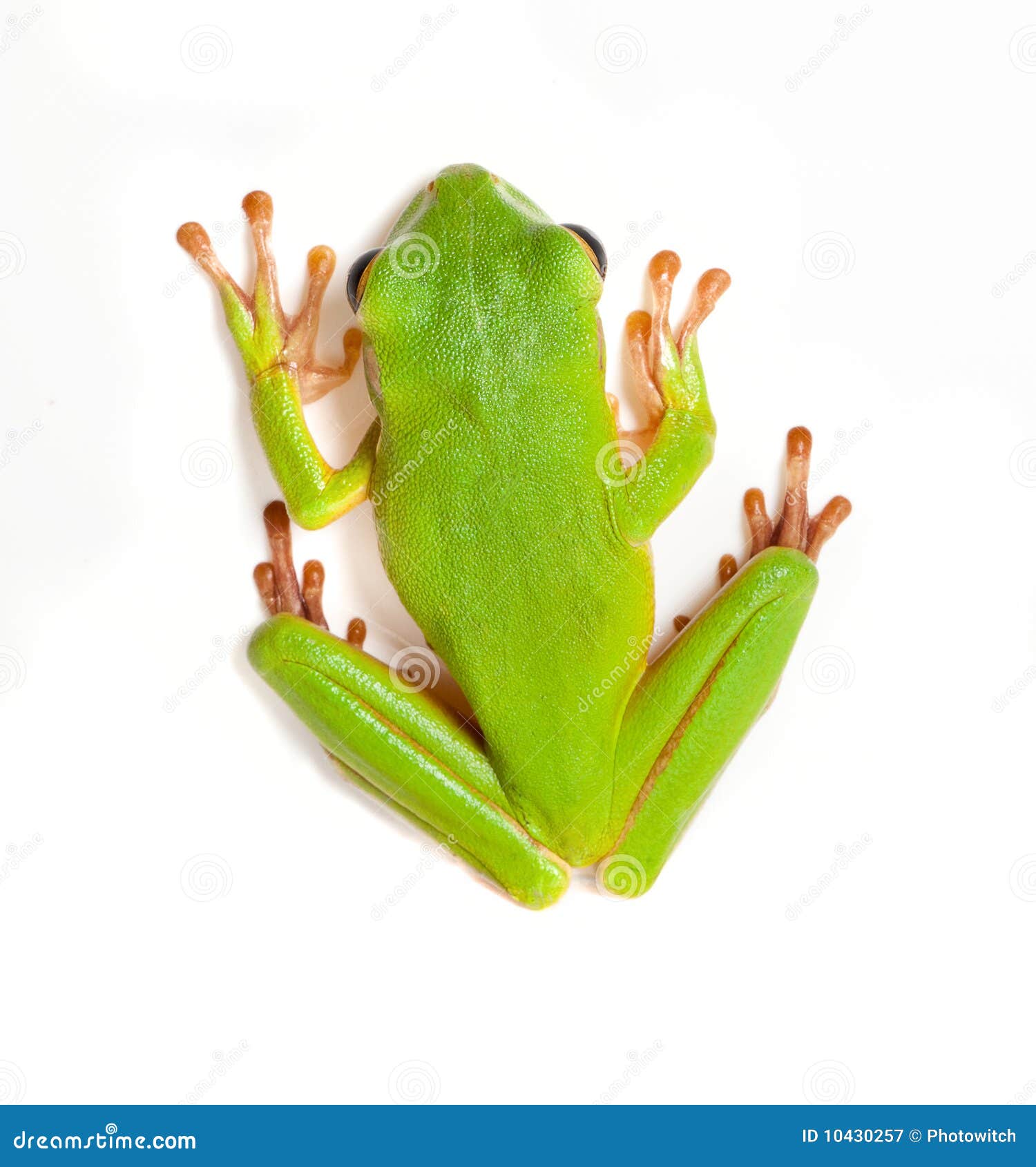 背景青蛙结构树白色库存图片. 图片包括有绿色, 截肢术, 青蛙, 颜色, 种类, 特写镜头, 热带- 10430257