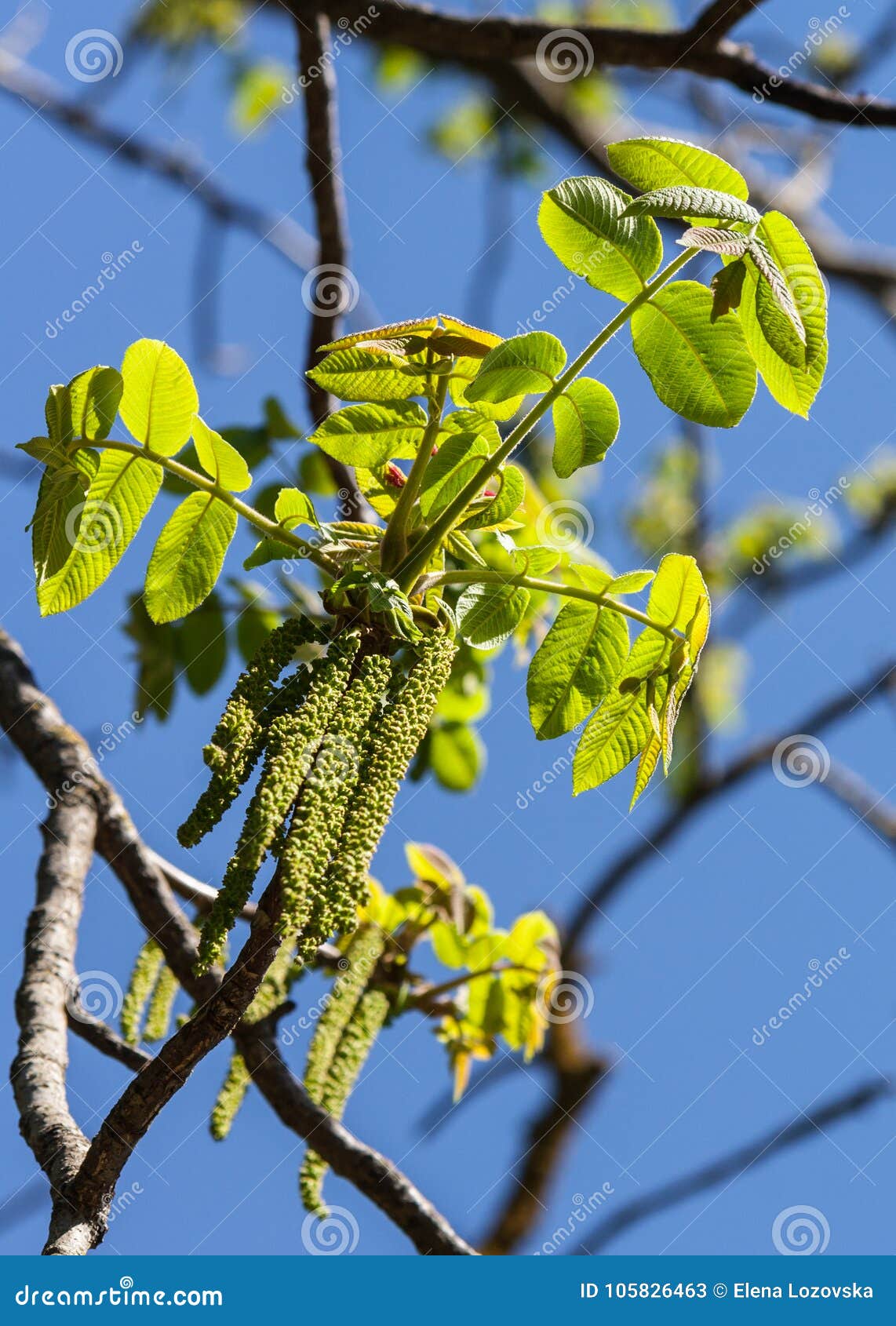 胡桃科胡桃属ailantifolia Carriere 女性和男性花库存图片 图片包括有 胡桃科胡桃属ailantifolia Carriere 女性和男性花库存图片 图片包括有