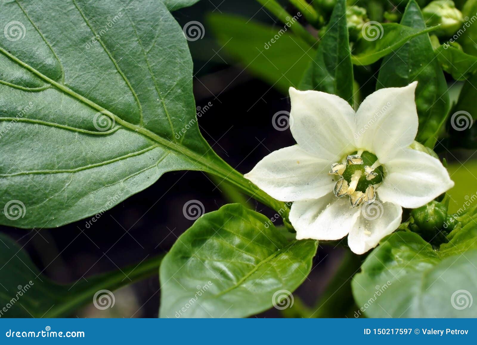 胡椒花在庭院里库存图片 图片包括有植物群 辣椒粉 辣椒的果实 种田 有机 叶子 食物