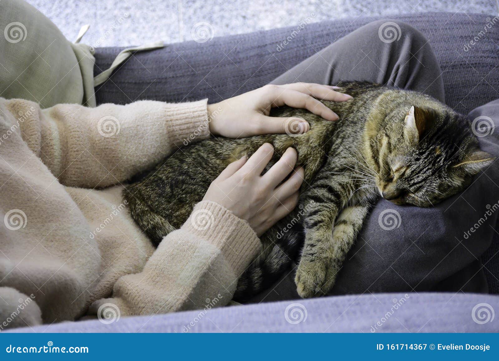 膝上睡猫库存图片 图片包括有责任人 享用 毛皮 拥抱 相当 膝部 方便 安静 似猫 膝上睡猫库存图片 图片包括有责任人 享用 毛皮 拥抱 相当 膝部 方便 安静 似猫