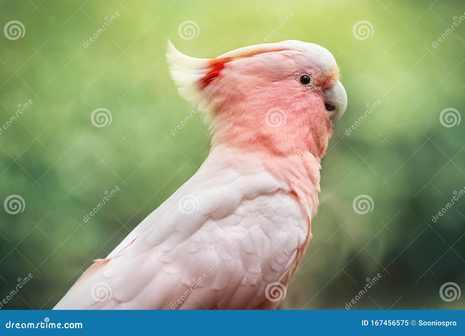 自然环境中肉色鹦鹉的画像野鸟特写库存图片 图片包括有阿拉伯 公开承认 眼睛 特写镜头 宠物 自然环境中肉色鹦鹉的画像野鸟特写库存图片 图片包括有阿拉伯 公开承认 眼睛 特写镜头 宠物