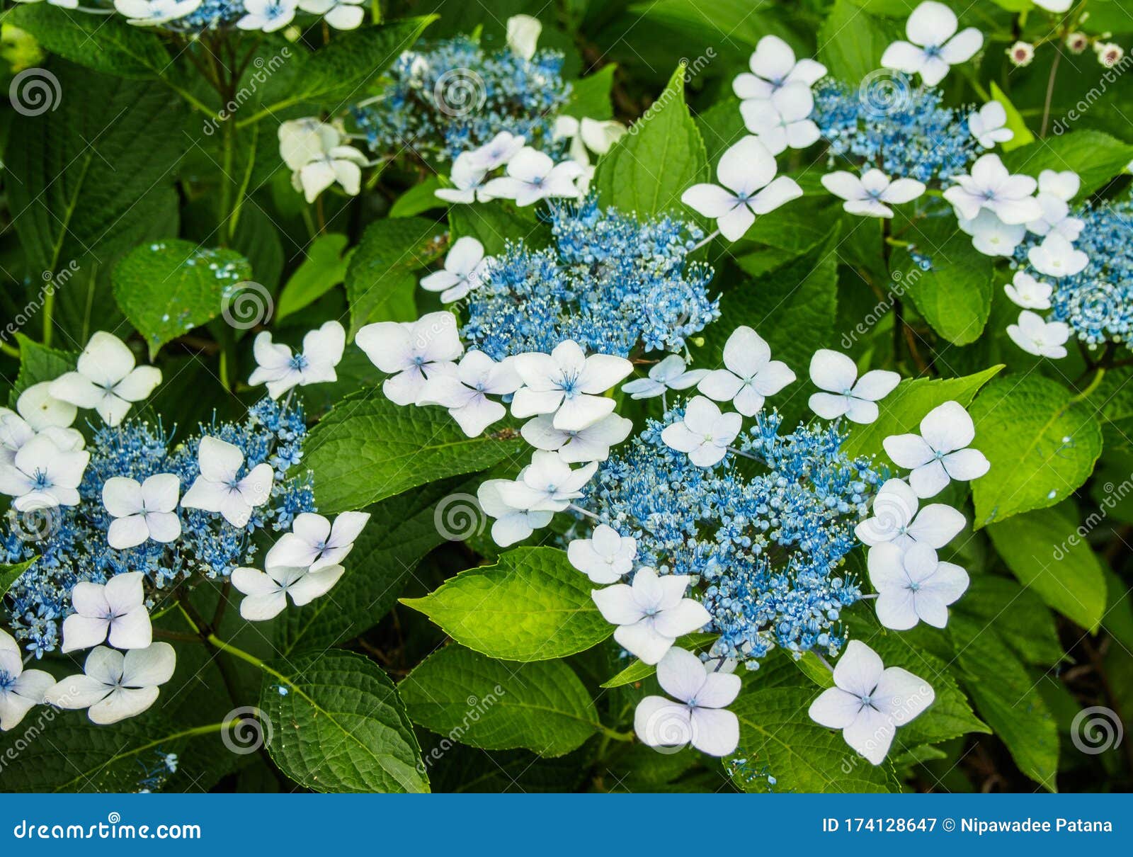 自然背景中的蓝白花库存图片 图片包括有开花 工厂 公园 植物群 农村 横向 颜色 日本