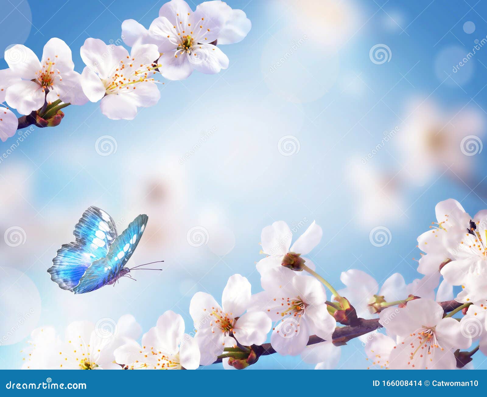 自然背景模糊的樱花春花带框的弹簧背景蝴蝶库存照片 图片包括有工厂 弄脏 日语 花瓣