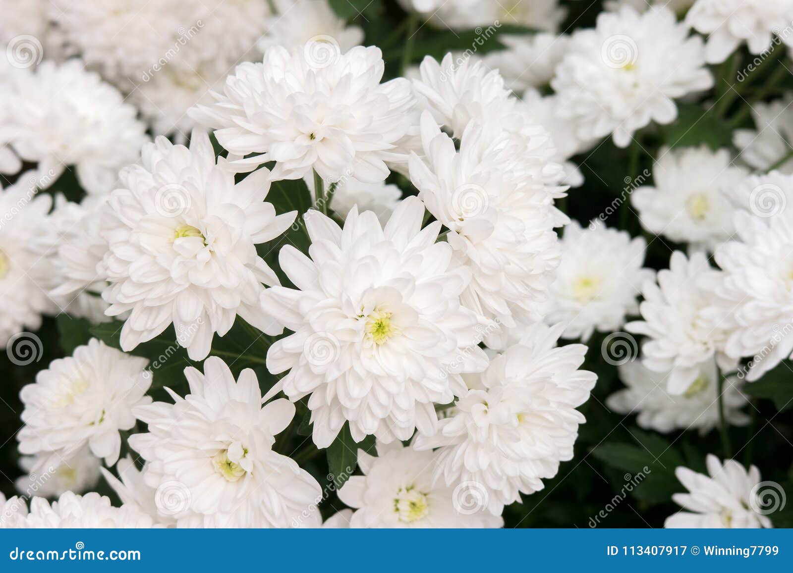 自然背景的白色菊花花库存图片 图片包括有墙纸 开花 开花的 绽放 工厂 植物群 本质 自然背景的白色菊花花库存图片 图片包括有墙纸 开花 开花的 绽放 工厂 植物群 本质