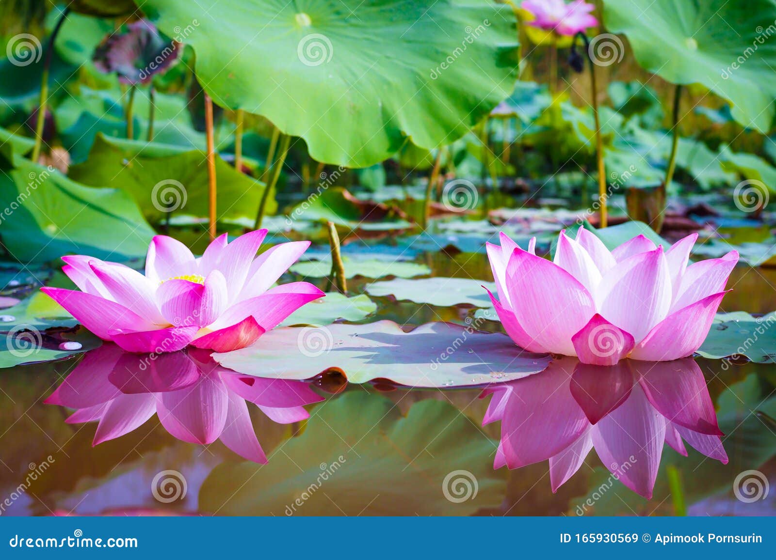 自然背景绿叶粉莲花库存图片 图片包括有环境 叶子 关闭 粉红色 概念 室外 印度 东方 自然背景绿叶粉莲花库存图片 图片包括有环境 叶子 关闭 粉红色 概念 室外 印度 东方