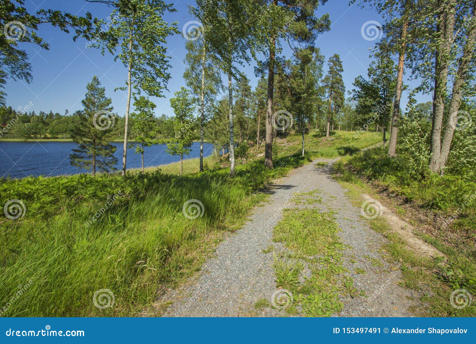 自然风景美丽的景色在晴朗的夏日在湖海岸线的绿色高大的树木库存图片 图片包括有
