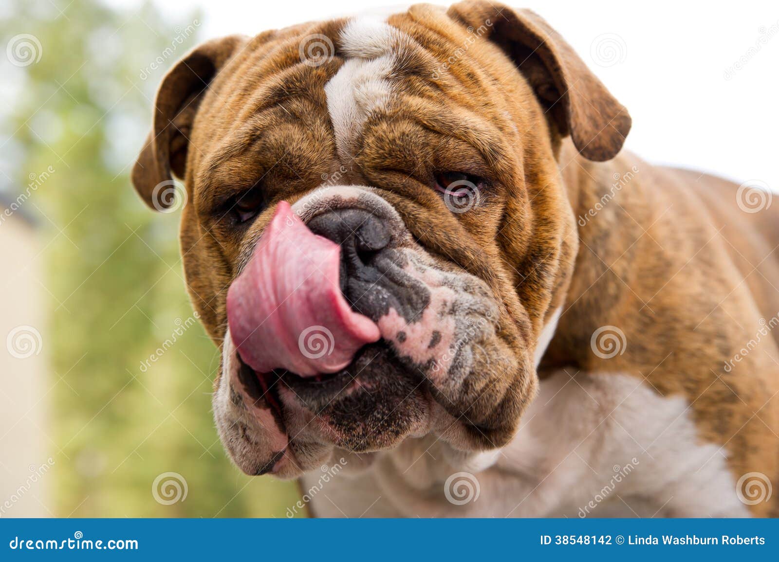 舔他的鼻子的牛头犬库存照片 图片包括有舔他的鼻子的牛头犬 舔他的鼻子的牛头犬库存照片 图片包括有舔他的鼻子的牛头犬