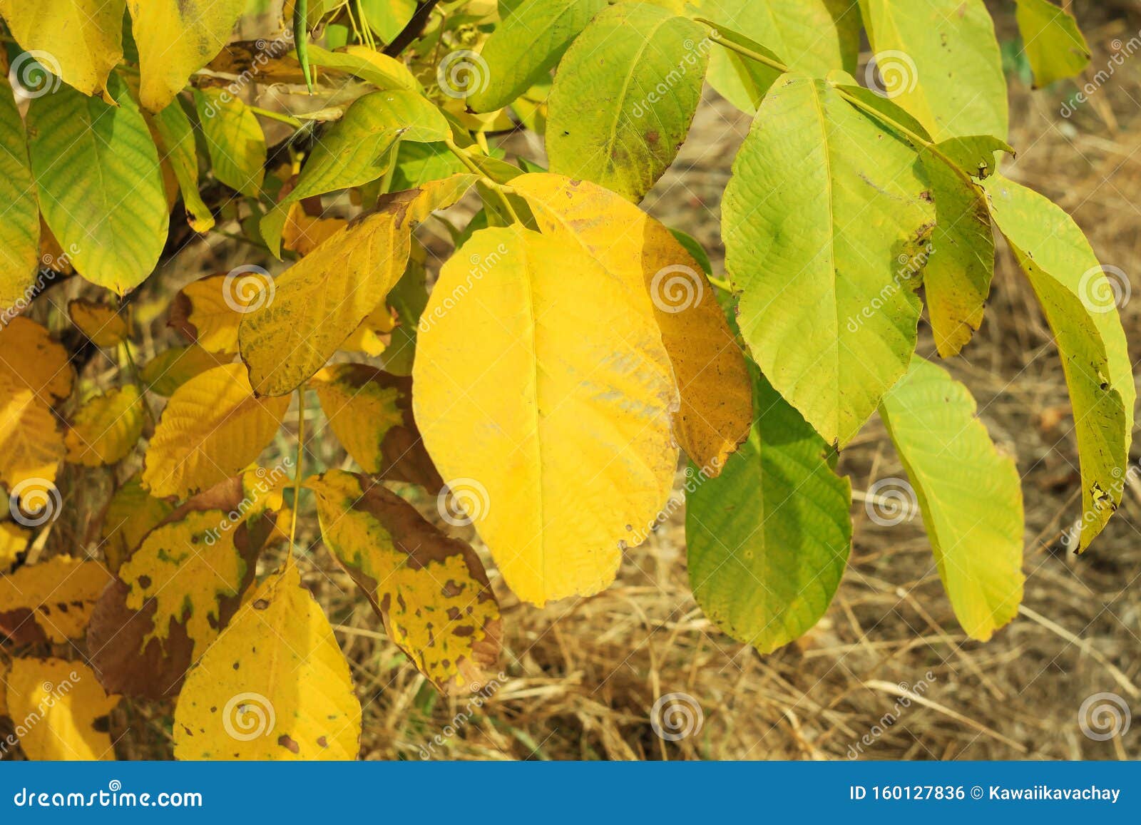 色彩缤纷的秋叶壁纸 美丽的自然黄色和红色背景模糊库存照片 图片包括有黄色和红色背景模糊 色彩缤纷的秋叶壁纸 美丽的自然