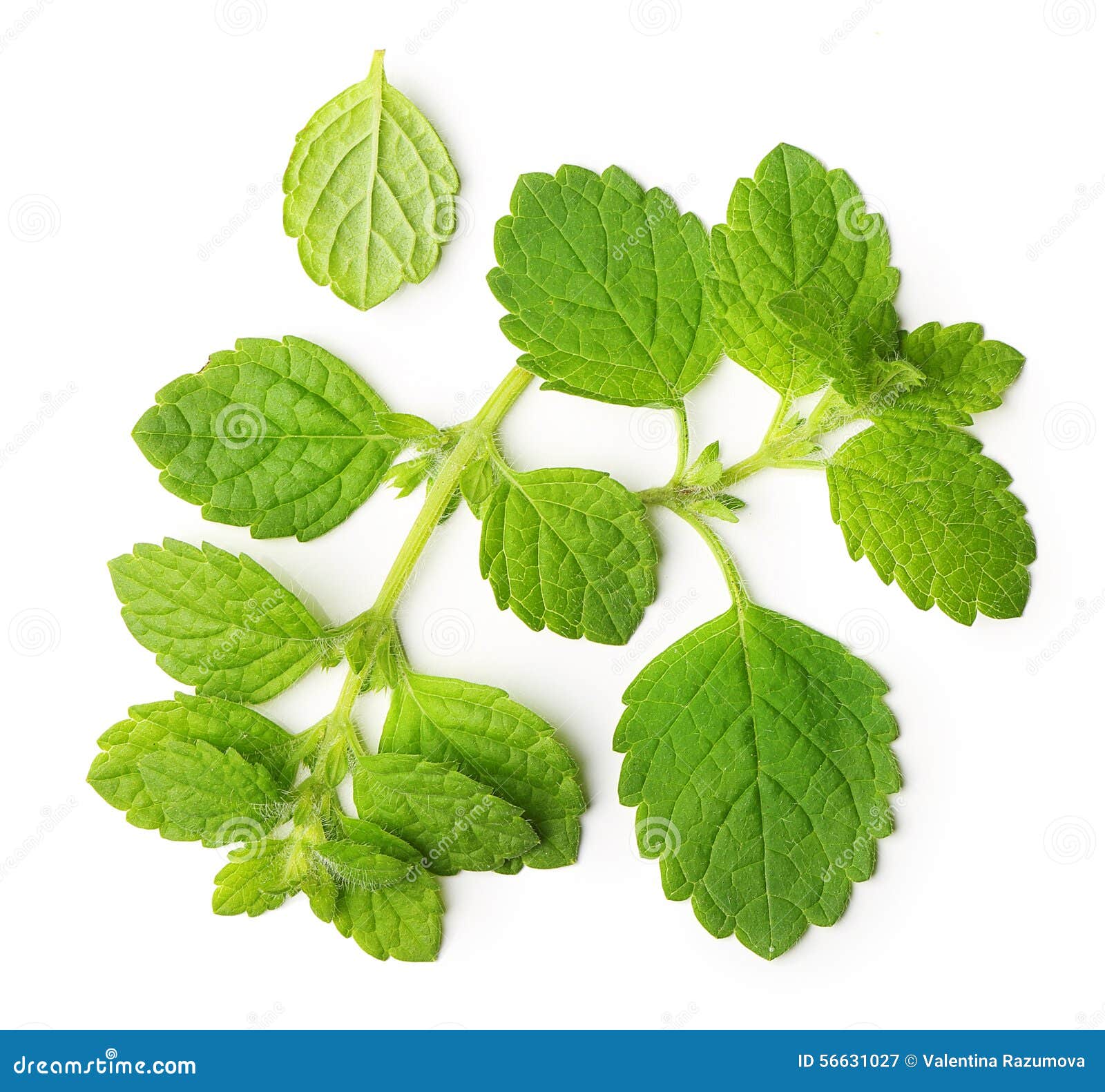 绿色柠檬蜜蜂花 薄荷叶库存图片 图片包括有薄荷 草本 选票 食物 没人 详细资料 新鲜 绿色柠檬蜜蜂花 薄荷叶库存图片 图片包括有薄荷 草本 选票 食物 没人 详细资料 新鲜