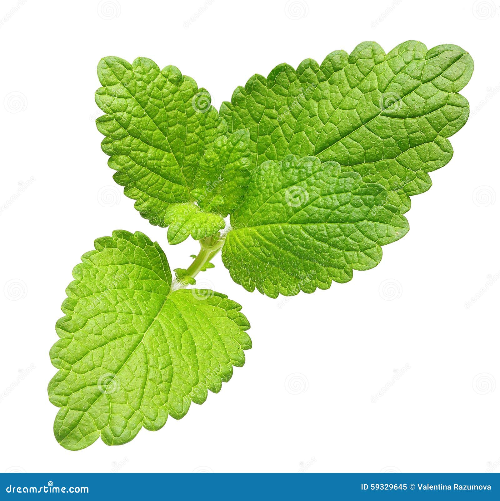 绿色柠檬蜜蜂花 薄荷叶库存图片 图片包括有 绿色柠檬蜜蜂花 薄荷叶库存图片 图片包括有