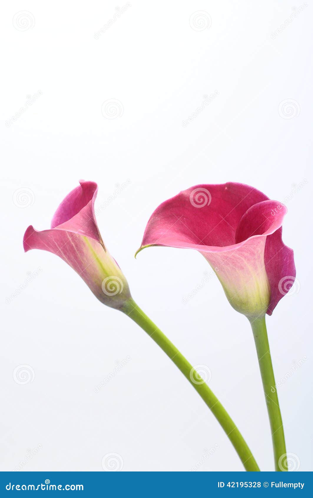 紫色海芋属植物花库存照片 图片包括有墙纸 百合 花瓣 粉红色 关闭 详细资料 紫色 宏指令 紫色海芋属植物花库存照片 图片包括有墙纸 百合 花瓣 粉红色 关闭 详细资料 紫色 宏指令