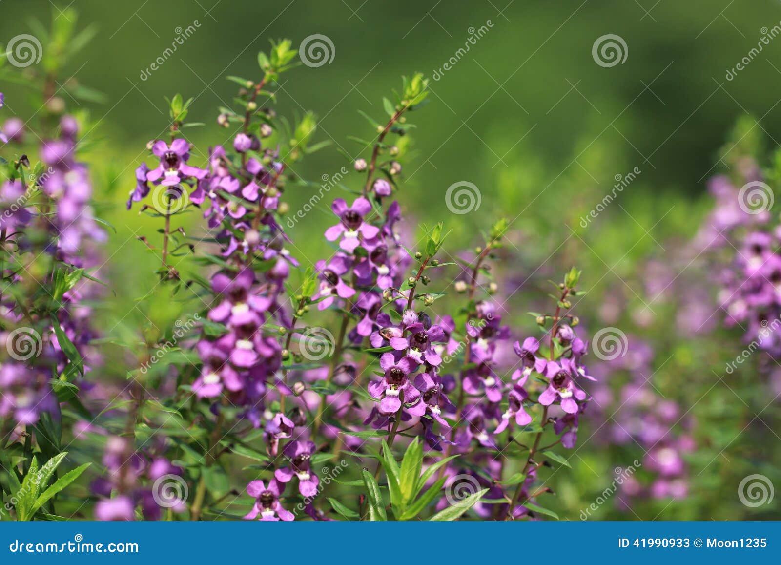 紫色花 Angelonia 天使花库存图片 图片包括有 紫色花 Angelonia 天使花库存图片 图片包括有
