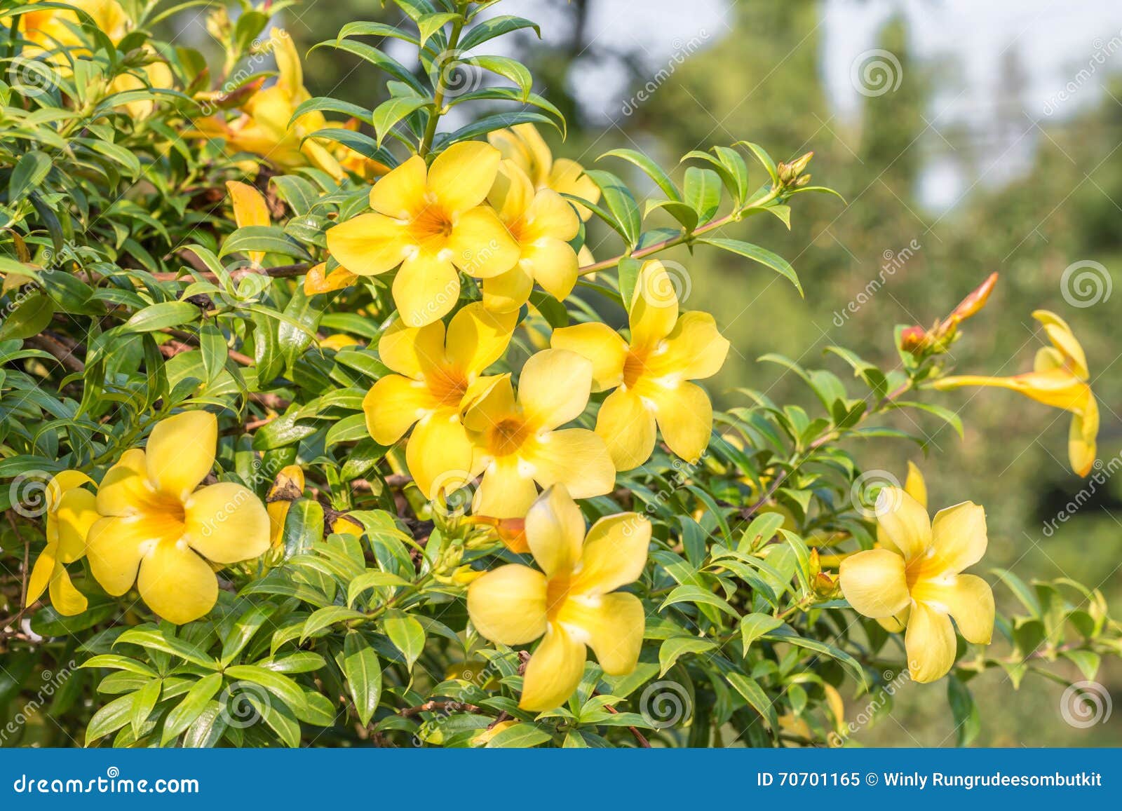黄色花 黄蔓cathartica 库存图片 图片包括有植物群 装饰 关闭 喇叭 新鲜 绽放